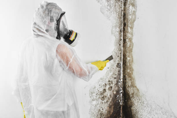 Best Residential Mold Removal  in Cosmopolis, WA