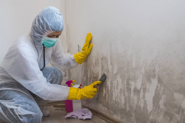 Professional Mold Removal in Cosmopolis, WA