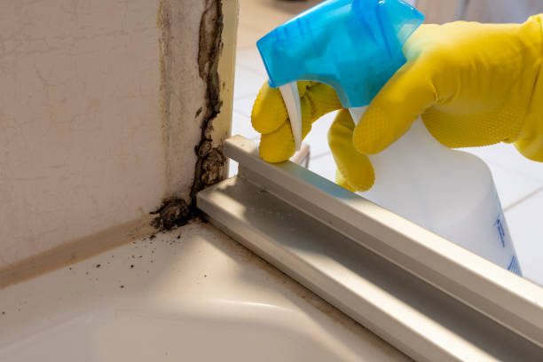 Crawl Space Mold Removal in Cosmopolis, WA