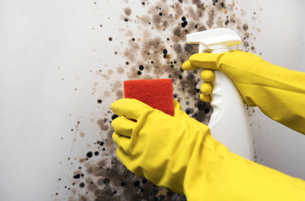 Best Professional Mold Removal  in Cosmopolis, WA
