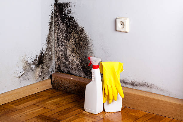 Best Crawl Space Mold Removal  in Cosmopolis, WA