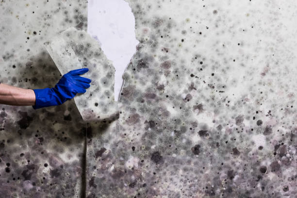 Best Best Mold Removal Companies  in Cosmopolis, WA