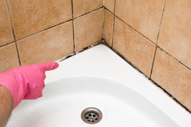 Best Local Mold Removal Service  in Cosmopolis, WA