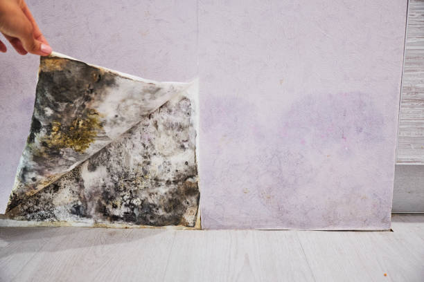 Trusted Cosmopolis, WA Mold Removal Experts